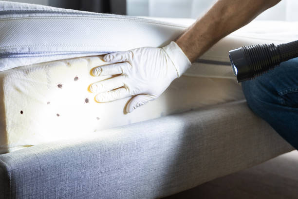 Best Emergency Pest Control  in Lyncourt, NY